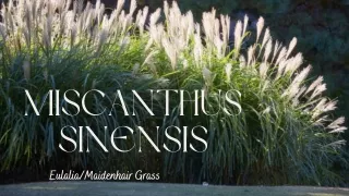 Designing with Eulalia Grass: Tips for Creating Stunning Landscapes
