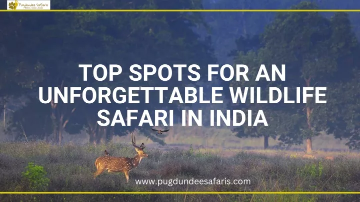 top spots for an unforgettable wildlife safari