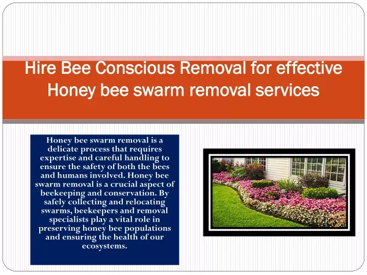 hire bee conscious removal for effective honey bee swarm removal services