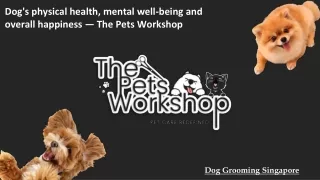 Dog's physical health, mental well-being and overall happiness — The Pets Workshop