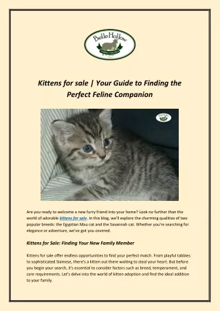 Kittens for sale | Your Guide to Finding the Perfect Feline Companion