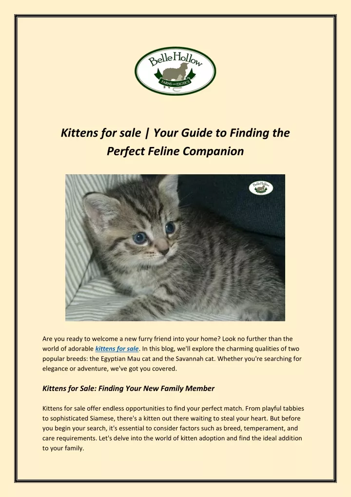 kittens for sale your guide to finding