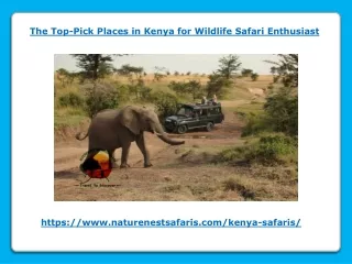The Top-Pick Places in Kenya for Wildlife Safari Enthusiast