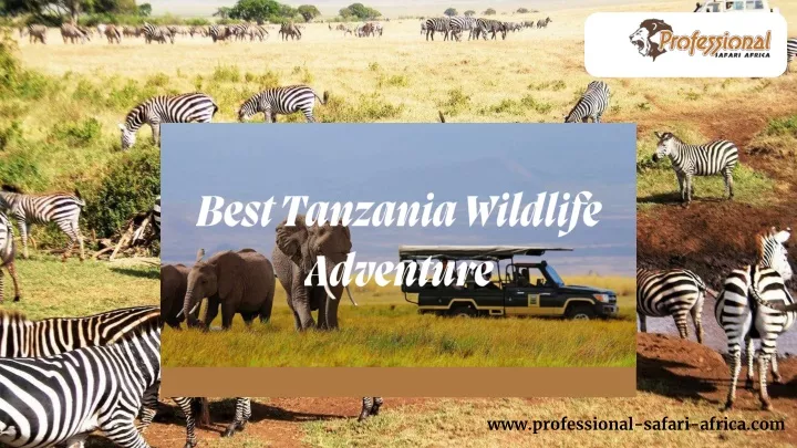 best tanzania wildlife adventure