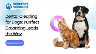 Dental Cleaning for Dogs: Purrfect Grooming Leads the Way