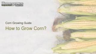 corn growing guide