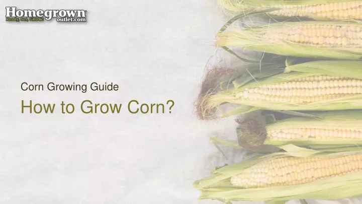 corn growing guide