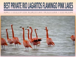 Best Private Rio Lagartos Flamingo Pink Lakes