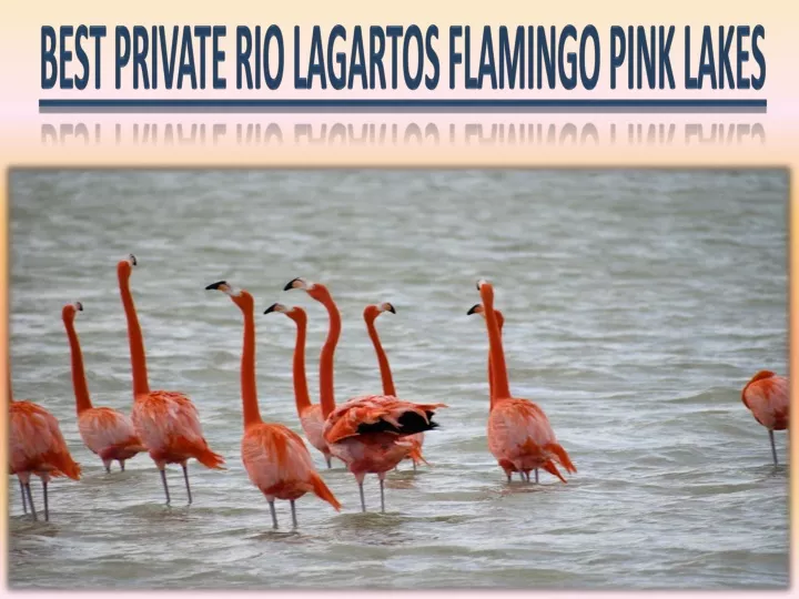 best private rio lagartos flamingo pink lakes