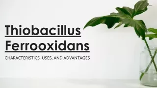 Get Thiobacillus Ferrooxidans: Boost Your Business Now!