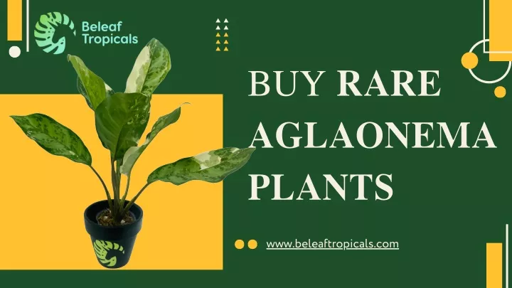 buy rare aglaonema plants