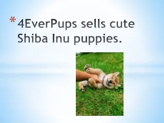 4EverPups sells cute Shiba Inu puppies.