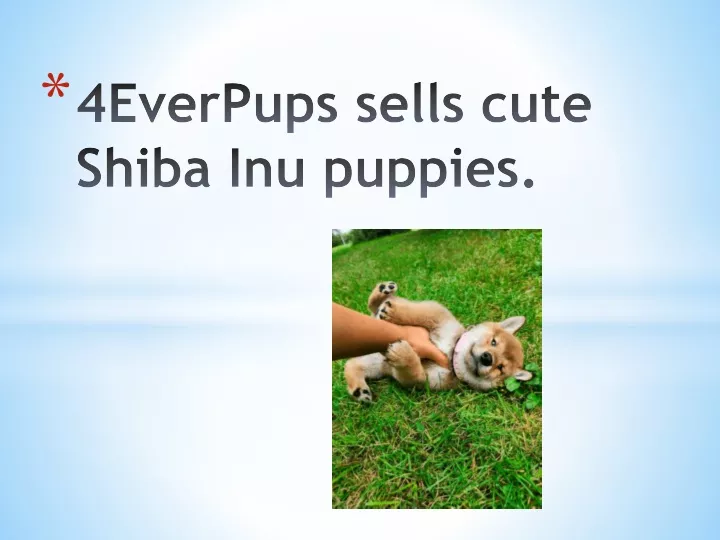 4everpups sells cute shiba inu puppies