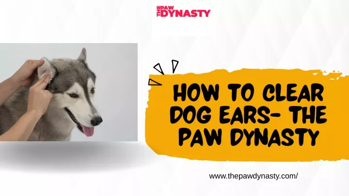 how to clear dog ears the paw dynasty