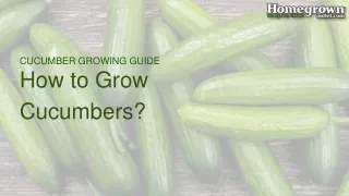 cucumber growing guide