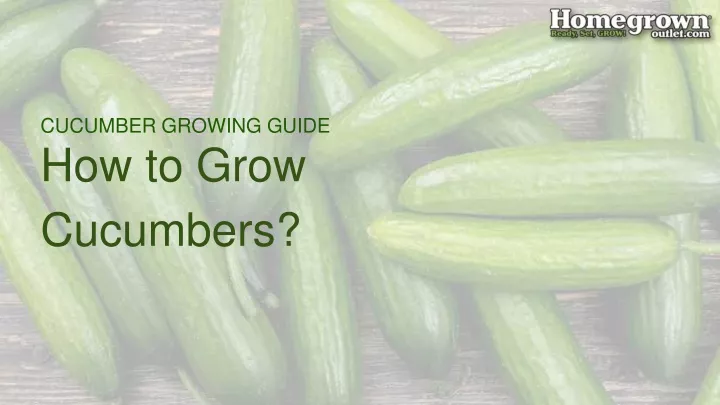 cucumber growing guide