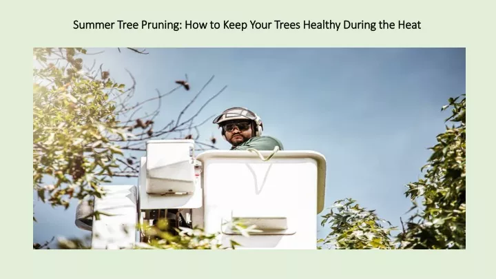 summer tree pruning how to keep your trees