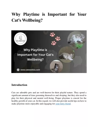 Why Playtime is Important for Your Cats Wellbeing