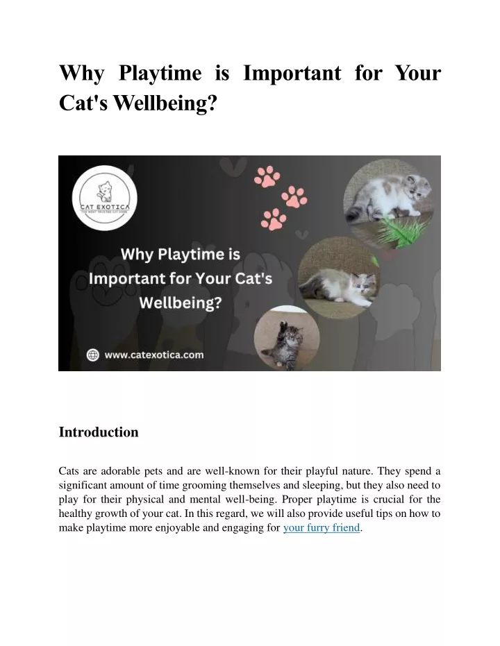 why playtime is important for your cat s wellbeing