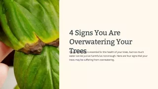 4 Signs You Are Overwatering Your Trees