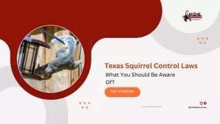 Texas Squirrel Control Laws, What You Should Be Aware Of?