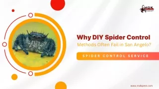 Why DIY Spider Control Methods Often Fail in San Angelo?