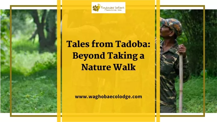 tales from tadoba beyond taking a nature walk