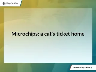Microchips: a cat's ticket home