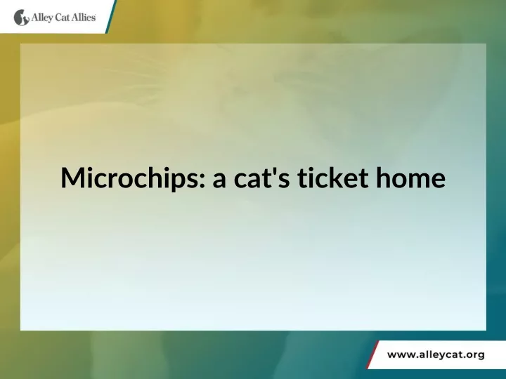 microchips a cat s ticket home