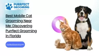 Best Mobile Cat Grooming Near Me: Discovering Purrfect Grooming in Florida