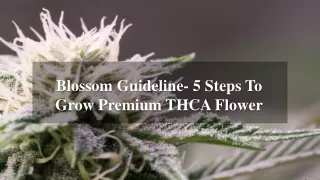 Blossom Guideline- 5 Steps To Grow Premium THCA Flower