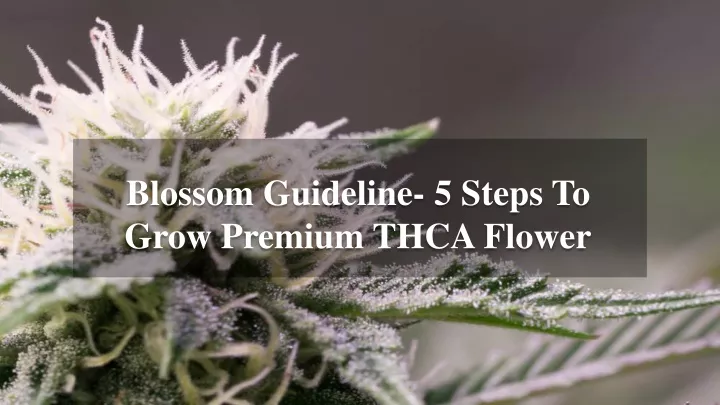 blossom guideline 5 steps to grow premium thca