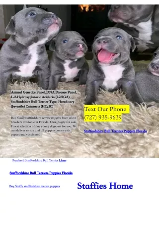 English Staffy Puppies For Sale Florida, USA