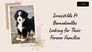 Irresistible F1 Bernedoodles Looking for Their Forever Families