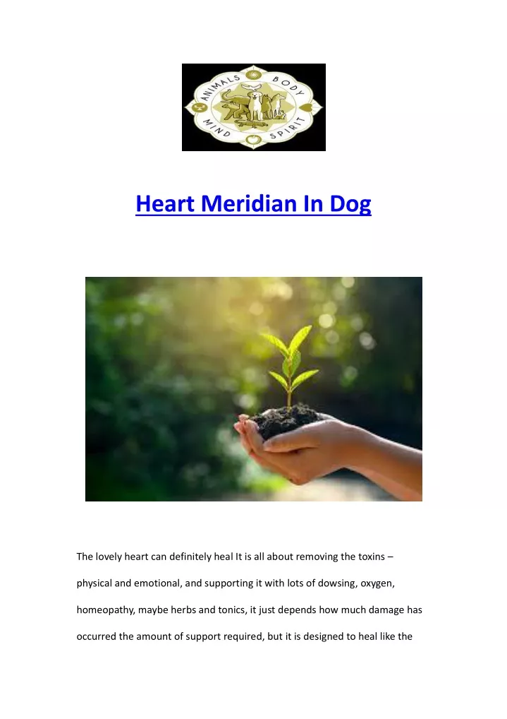 heart meridian in dog