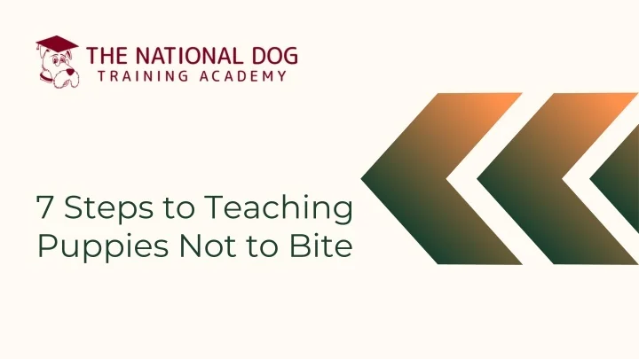 Picture of PPT - 7 Steps to Teaching Puppies Not to Bite PowerPoint Presentation ...