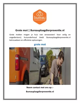 Grote mot   Bureauplaagdierpreventie.nl