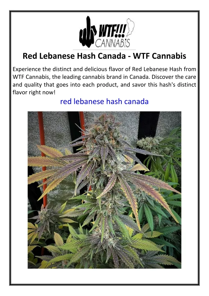 red lebanese hash canada wtf cannabis