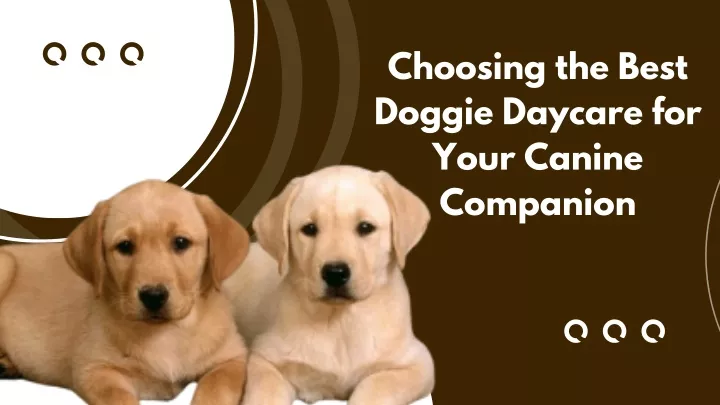 choosing the best doggie daycare for your canine