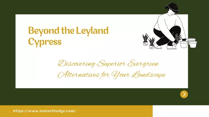 beyond the leyland cypress