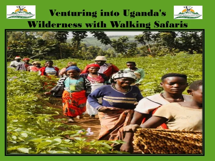 venturing into uganda s wilderness with walking