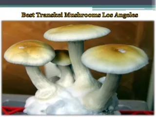 Best Transkei Mushrooms Los Angeles