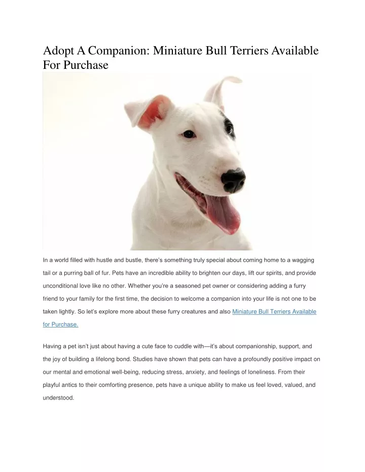 adopt a companion miniature bull terriers