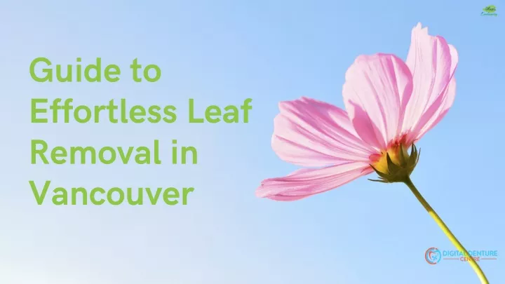 guide to effortless leaf removal in vancouver