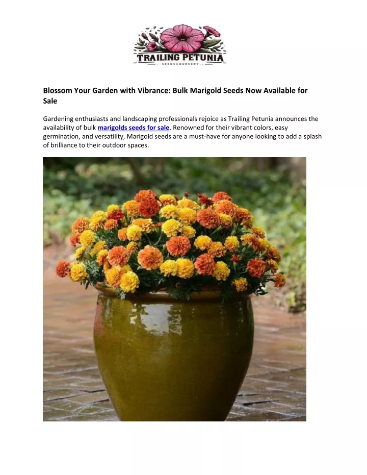 blossom your garden with vibrance bulk marigold