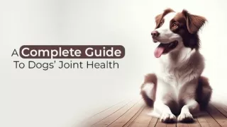A Complete Guide To Dogs' Joint Health