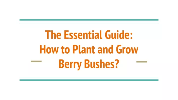 the essential guide how to plant and grow berry bushes