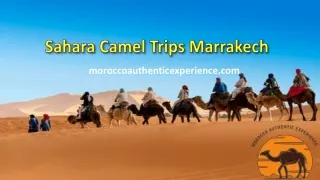 Sahara Camel Trips Marrakech
