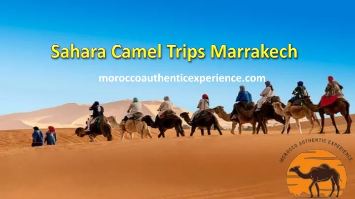 sahara camel trips marrakech