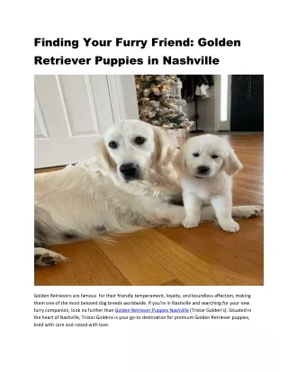 Finding Your Furry Friend: Golden  Retriever Puppies in Nashville